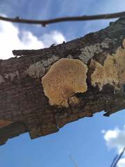 Agaricomycetes