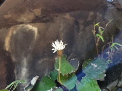 Chaptalia cordifolia