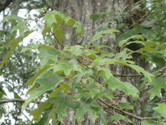 Quercus falcata