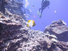 Hemitaurichthys polylepis