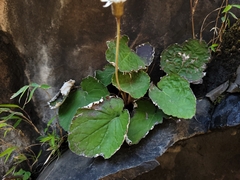 Chaptalia cordifolia