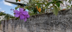 Melastomeae