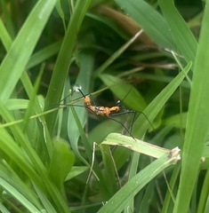 Zelus longipes