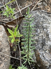 Pellaea ternifolia
