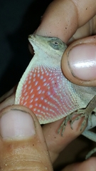 Anolis immaculogularis