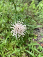Cirsium nuttallii