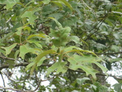 Quercus falcata