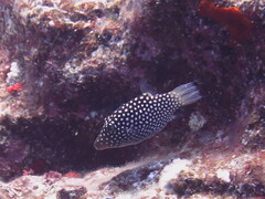 Canthigaster jactator