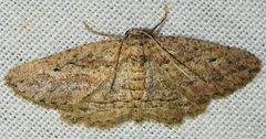 Menophra annegreteae