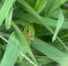 Zelus longipes