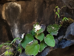 Chaptalia cordifolia