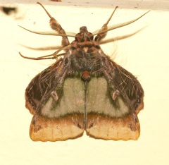 Ceroctena amynta