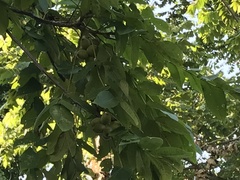 Juglans cinerea