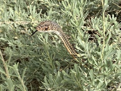 Masticophis taeniatus taeniatus