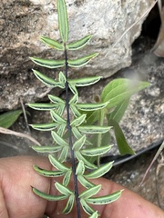 Pellaea ternifolia