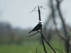 Arundinicola leucocephala