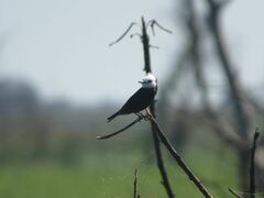 Arundinicola leucocephala