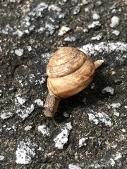 Bradybaena similaris