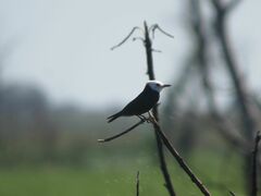 Arundinicola leucocephala