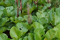 Rumex alpinus