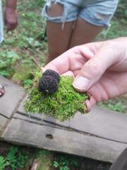 Tubifera ferruginosa