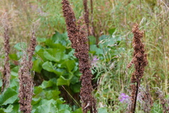 Rumex alpinus