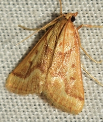 Palepicorsia ustrinalis