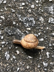 Bradybaena similaris