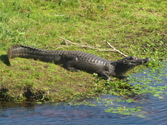 Caiman yacare