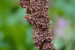 Rumex alpinus