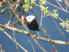 Arundinicola leucocephala