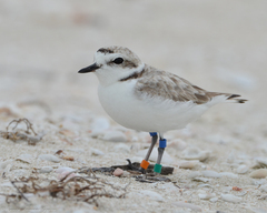 Charadrius nivosus
