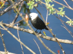 Arundinicola leucocephala