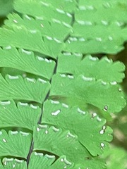 Adiantum aleuticum