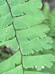 Adiantum aleuticum