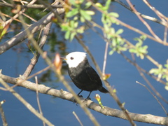 Arundinicola leucocephala