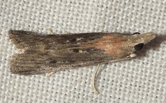 Epischnia asteris