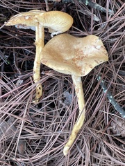 Agaricales