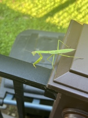 Tenodera angustipennis