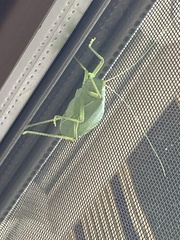 Pterophylla camellifolia