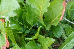 Rumex alpinus