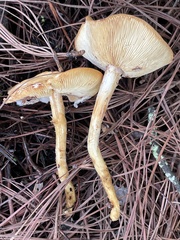 Agaricales