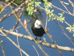 Arundinicola leucocephala