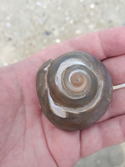 Neverita duplicata