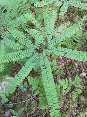 Adiantum aleuticum