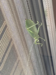 Pterophylla camellifolia