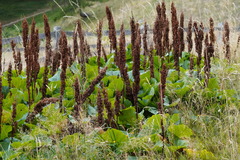 Rumex alpinus