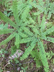 Adiantum aleuticum