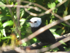 Arundinicola leucocephala