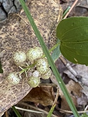 Maianthemum canadense